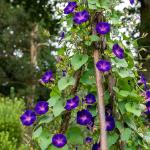 Fleurs - Ipomée Volubilis Pourpre - face recto